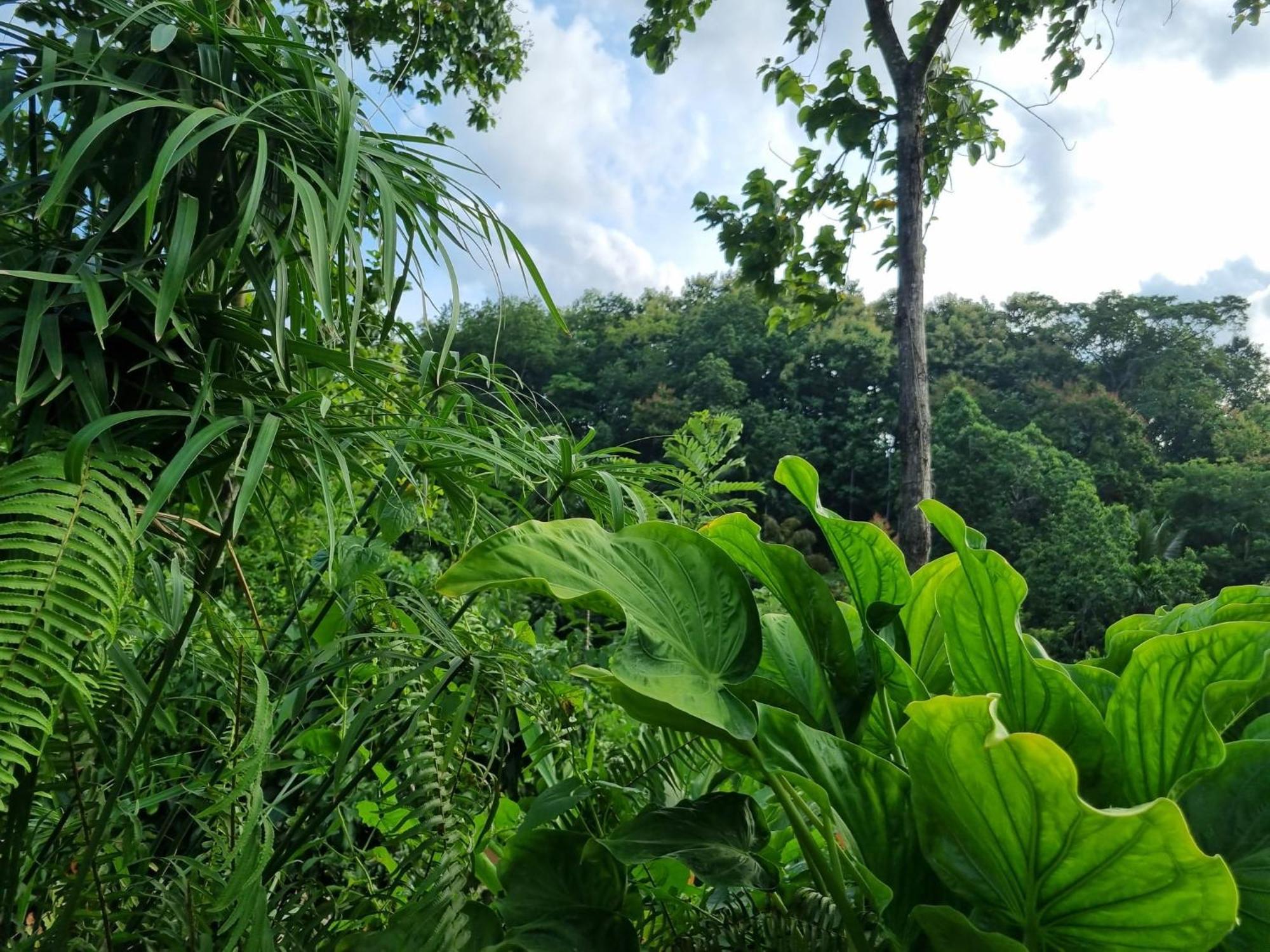 Silver Hill Ecovillage Курунегала Екстер'єр фото